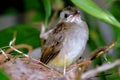 Baby bird - horinzontal Royalty Free Stock Photo