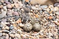 Baby Bird just hatched Royalty Free Stock Photo