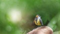 A baby bird of a Large Sail has flown out of the nest and is sitting on a stone, on a defocused green background