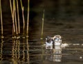 The baby bird of a Little Gull (Larus minutus) floats on water Royalty Free Stock Photo
