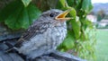 Baby bird Royalty Free Stock Photo