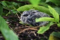 Baby bird nest Royalty Free Stock Photo