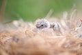 Baby bird in the nest. Baby Birds Snuggled up in Nest