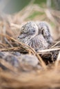 Baby bird in the nest. Baby Birds Snuggled up in Nest