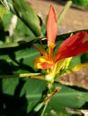 Baby bird of paradise spring beach flower in the sun 4k