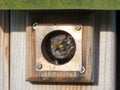 Baby Bird Peeks Out from Birdhouse Royalty Free Stock Photo
