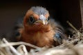 baby bird peeping out of nest, its beak and eyes just opened