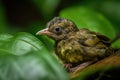 baby bird resting on green leaf Royalty Free Stock Photo