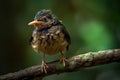 baby bird sitting on branch, ready to take flight