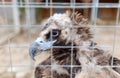 A baby bird is sitting in a cage with a wire mesh Royalty Free Stock Photo