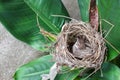 Baby bird, sparrow in natural nest on tree Royalty Free Stock Photo