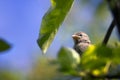 The baby bird of a sparrow sits on a branch trees, being basked in the sun Royalty Free Stock Photo