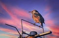 Baby bird starling perching rooftop aerial sunset sky birds single animals pets pests