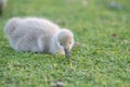 Baby Bird Swan On Green Grass Background