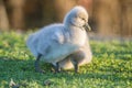 Baby Bird Swan On Green Grass Background
