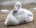 Baby bird of a swan in lake Royalty Free Stock Photo