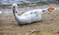 Baby bird of a swan in the lake Royalty Free Stock Photo