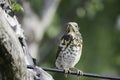 Baby bird in thegarden Royalty Free Stock Photo