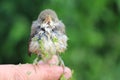 Baby bird of a thrush in a duckweed sitting on a finger Royalty Free Stock Photo