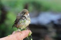 Baby bird of a thrush in a duckweed sitting on a finger Royalty Free Stock Photo