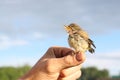 Baby bird of a thrush in a duckweed sitting on a finger Royalty Free Stock Photo