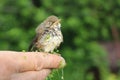 Baby bird of a thrush in a duckweed sitting on a finger Royalty Free Stock Photo