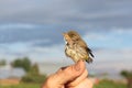 Baby bird of a thrush in a duckweed sitting on a finger Royalty Free Stock Photo