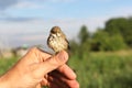 Baby bird of a thrush in a duckweed sitting on a finger Royalty Free Stock Photo