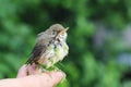 Baby bird of a thrush in a duckweed sitting on a finger Royalty Free Stock Photo