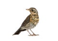 Baby bird thrush fieldfare isolated on a white