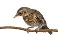 Baby bird thrush fieldfare sitting on a branch Royalty Free Stock Photo