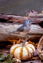 Baby bird on a tiny pumpkin