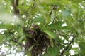 Baby Bird in a Tree Royalty Free Stock Photo