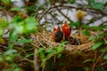 Baby Bird on a Tree in a Nest