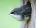 Baby Bird - Tree Swallow
