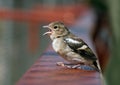 Baby bird tweeting