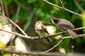 Baby bird waiting to be fed Royalty Free Stock Photo