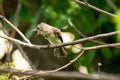 Baby bird waiting to be fed