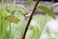 Baby bird Yellow-bellied Prinia or Prinia flaviventris on green leaves in the garden, it is a species of bird in the Cisticolidae Royalty Free Stock Photo