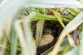 Baby bird Yellow-bellied Prinia or Prinia flaviventris in the nest which waiting for feeding eating time on green leaves in the Royalty Free Stock Photo