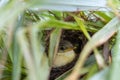 Baby bird Yellow-bellied Prinia or Prinia flaviventris in the nest which waiting for feeding eating time on green leaves in the Royalty Free Stock Photo