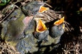 Baby Birds