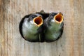 Baby Birds In a Bird House Royalty Free Stock Photo