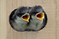 Baby Birds In a Bird House Royalty Free Stock Photo