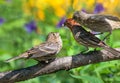 Baby birds compete for food from parent