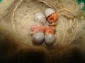 Baby birds hatching Canary from their eggs shells. Birth of new life, cute animal, new born life, The first moments of birth. Bi Royalty Free Stock Photo