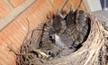 THE BABY BIRDS HAVE OUTGROWN THEIR NEST, TIME TO FIND A BIGGER NEST