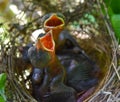 Baby birds are hungry .