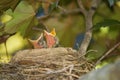 Baby Birds Looking to Eat Royalty Free Stock Photo