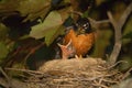 Baby Birds Mother Robin Feeding Chick Royalty Free Stock Photo